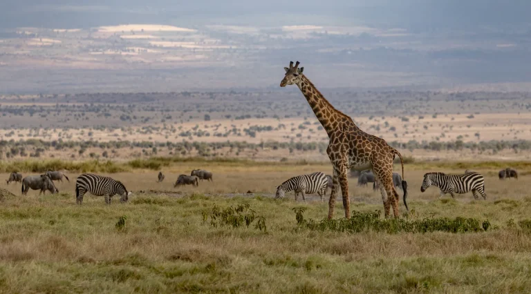 Jirafa y cebras en la sabana de África oriental