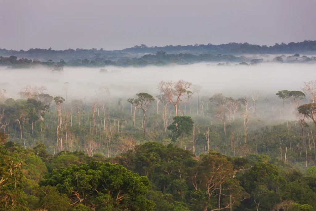 Selva tropical amazónica cubierta de niebla al amanecer