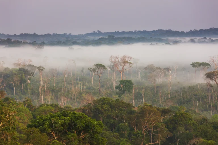 Selva tropical amazónica cubierta de niebla al amanecer