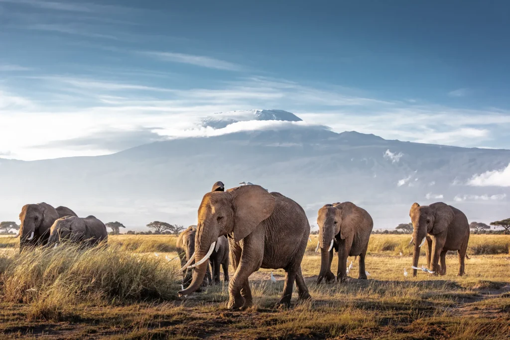 Manada de elefantes frente al monte Kilimanjaro, Tanzania