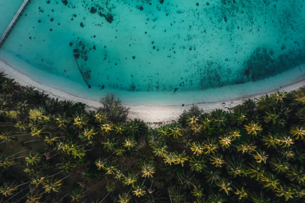 Vista aérea de cocoteros junto a una playa y aguas turquesas