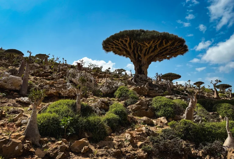 Árboles de sangre de dragón en la isla de Socotra, Yemen