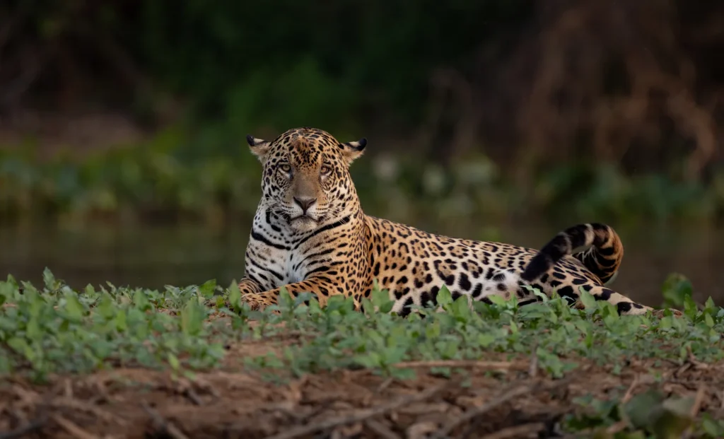 Jaguar descansando a orillas de un río en el Pantanal, Brasil