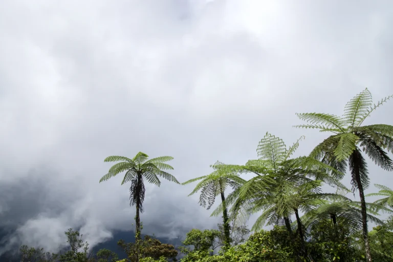 Helechos arborescentes entre nubes en un bosque nublado de montaña, como los del Parque Nacional Amboró, Bolivia