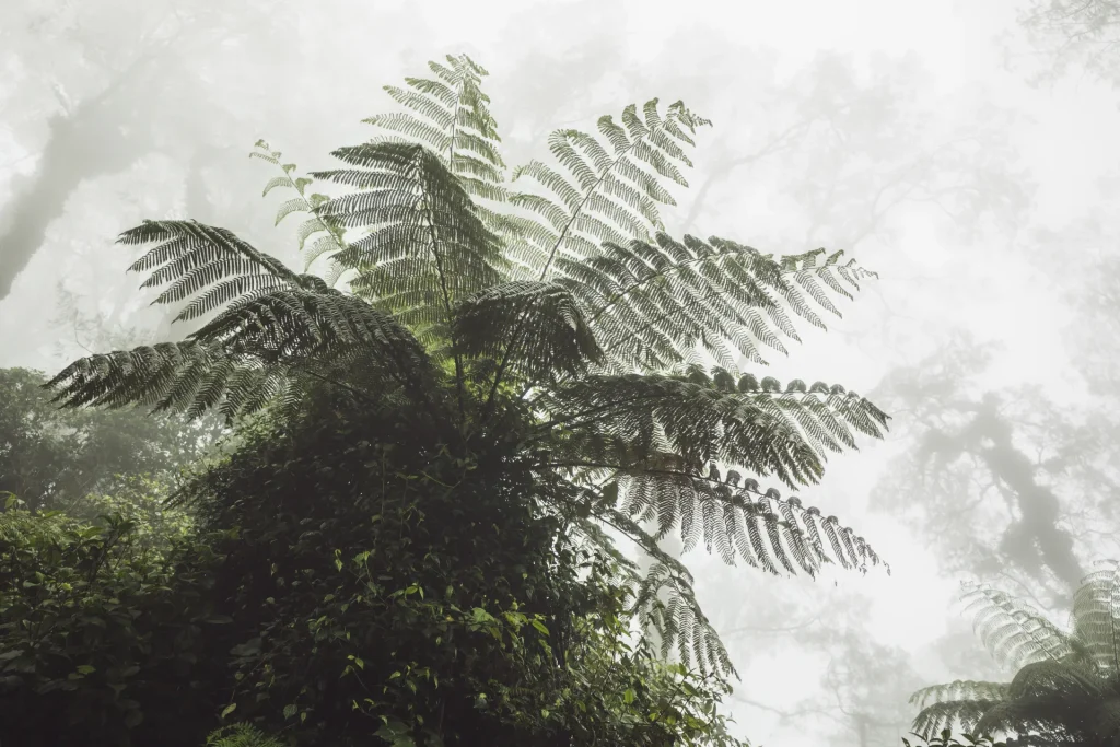 Helecho gigante en un bosque nublado tropical entre la niebla, ecosistema de yungas como el del Parque Nacional Carrasco, Bolivia