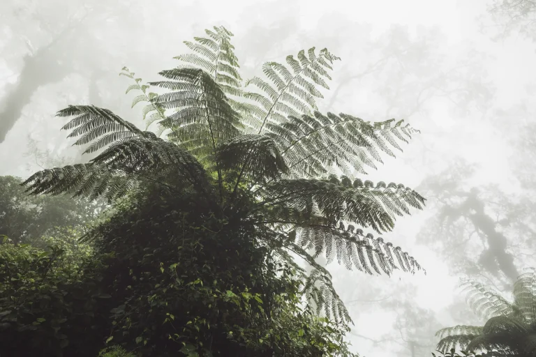 Helecho gigante en un bosque nublado tropical entre la niebla, ecosistema de yungas como el del Parque Nacional Carrasco, Bolivia