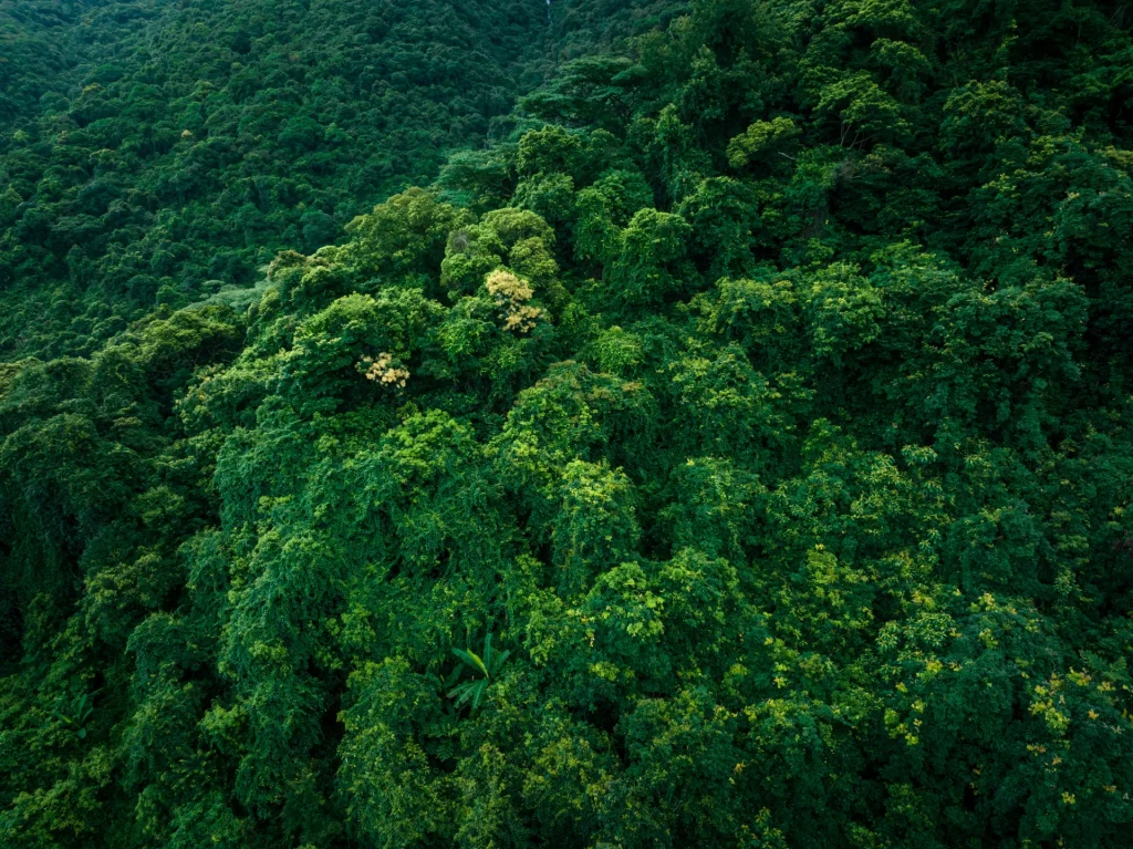 Dosel de selva nublada tropical, similar al Parque Nacional Guatopo, Venezuela