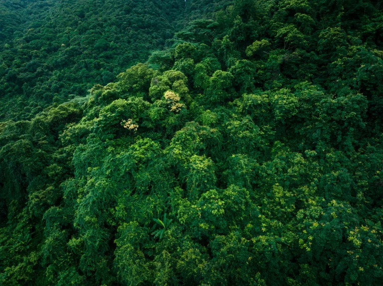 Dosel de selva nublada tropical, similar al Parque Nacional Guatopo, Venezuela