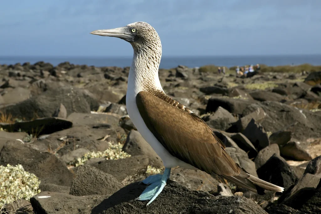 Piquero de patas azules, ave emblemática de la Isla de la Plata en el Parque Nacional Machalilla, Ecuador