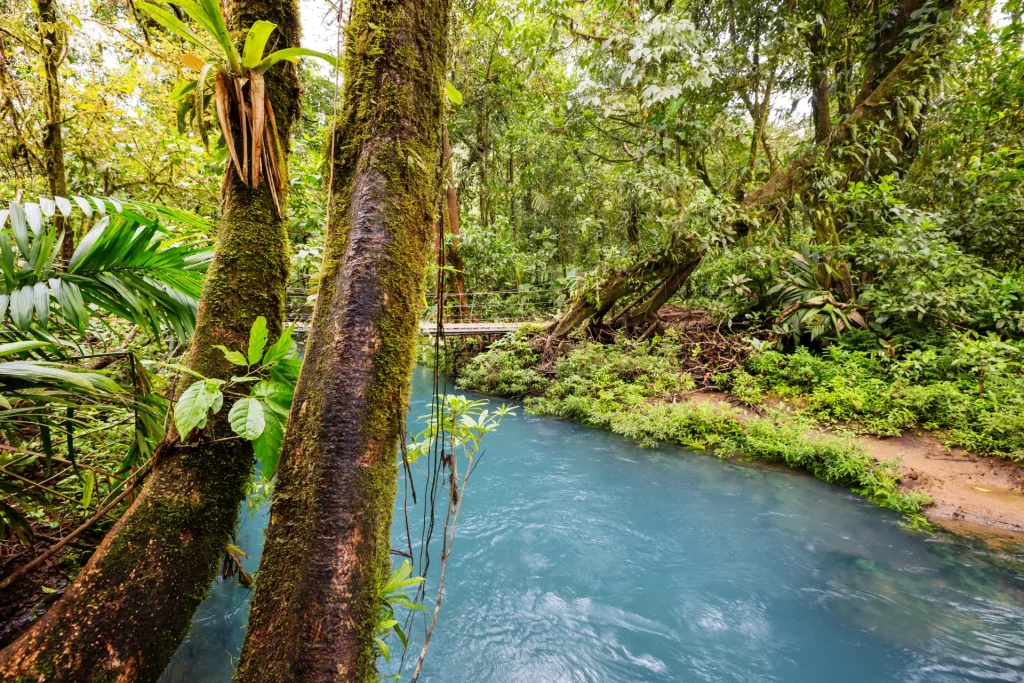 Río entre la selva tropical exuberante, paisaje similar al Parque Nacional Madidi, Bolivia