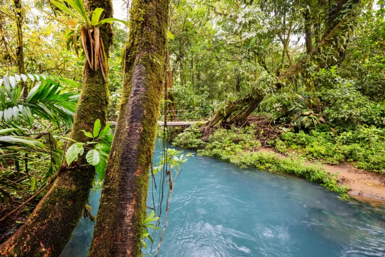 Río entre la selva tropical exuberante, paisaje similar al Parque Nacional Madidi, Bolivia