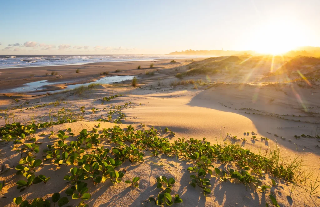 Dunas con vegetación y playa al atardecer, paisaje costero similar al de Piriápolis, Uruguay