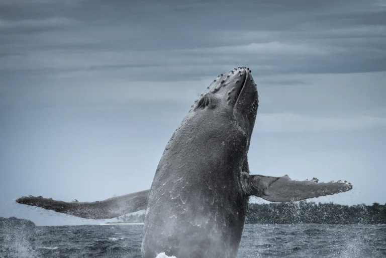 Ballena jorobada saltando fuera del agua, atractivo principal de Puerto López, Ecuador