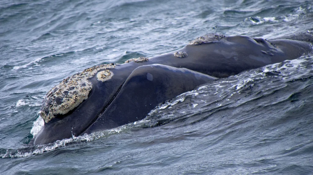 Ballena franca austral en la superficie del mar, especie emblema de Puerto Madryn y Península Valdés, Argentina