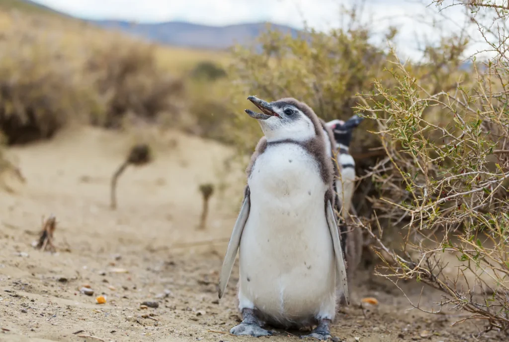 Pingüino de Magallanes entre arbustos de la estepa patagónica, como en Punta Tombo, Argentina