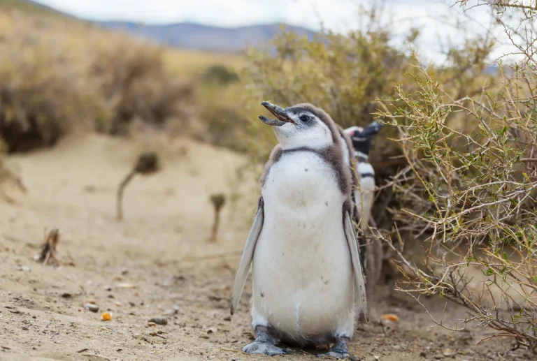 Pingüino de Magallanes entre arbustos de la estepa patagónica, como en Punta Tombo, Argentina
