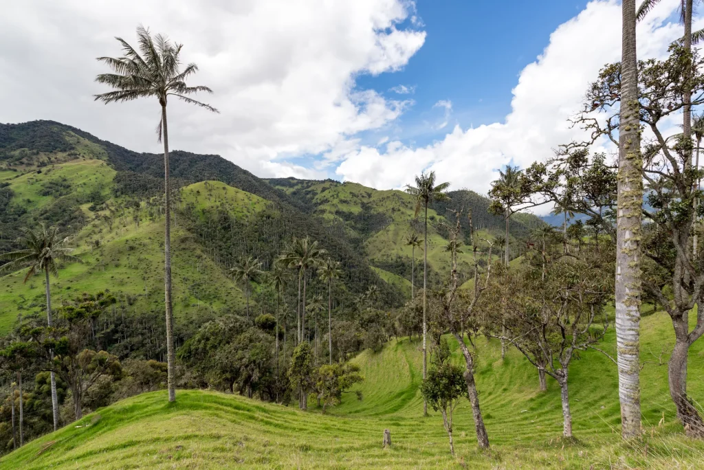 Palmas de cera sobre colinas verdes cerca de Salento, Quindío, Colombia