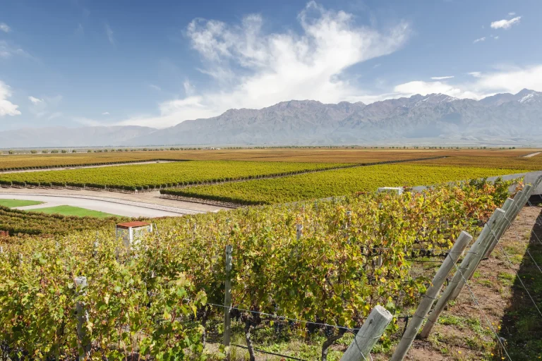 Viñedos al pie de la cordillera de los Andes en Mendoza, región vitivinícola de San Rafael, Argentina
