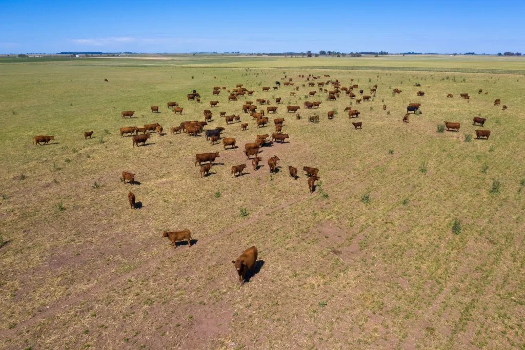 Ganado pastando en la llanura de pastizales, paisaje ganadero típico de Tacuarembó, tierra del gaucho en Uruguay