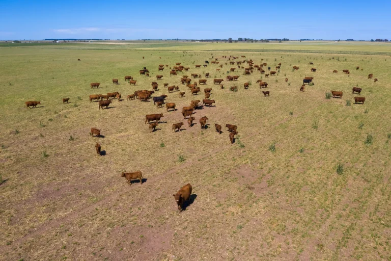 Ganado pastando en la llanura de pastizales, paisaje ganadero típico de Tacuarembó, tierra del gaucho en Uruguay