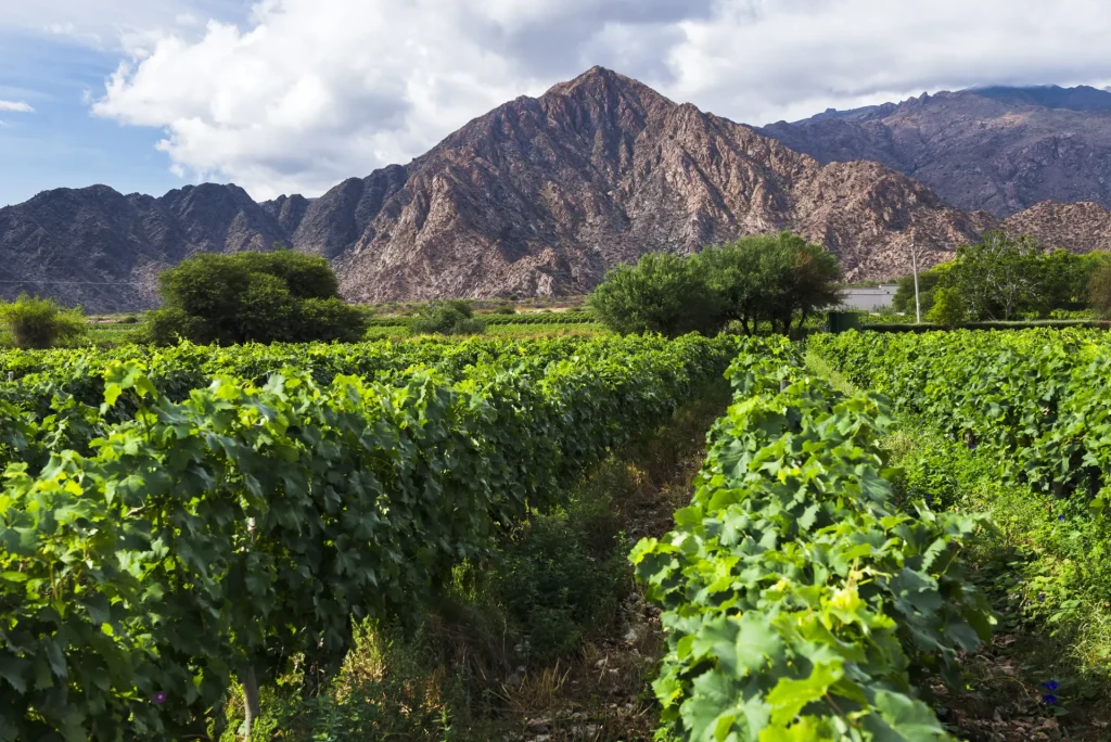 Viñedos de altura al pie de montañas andinas, paisaje similar a los valles vitivinícolas de Tarija, Bolivia