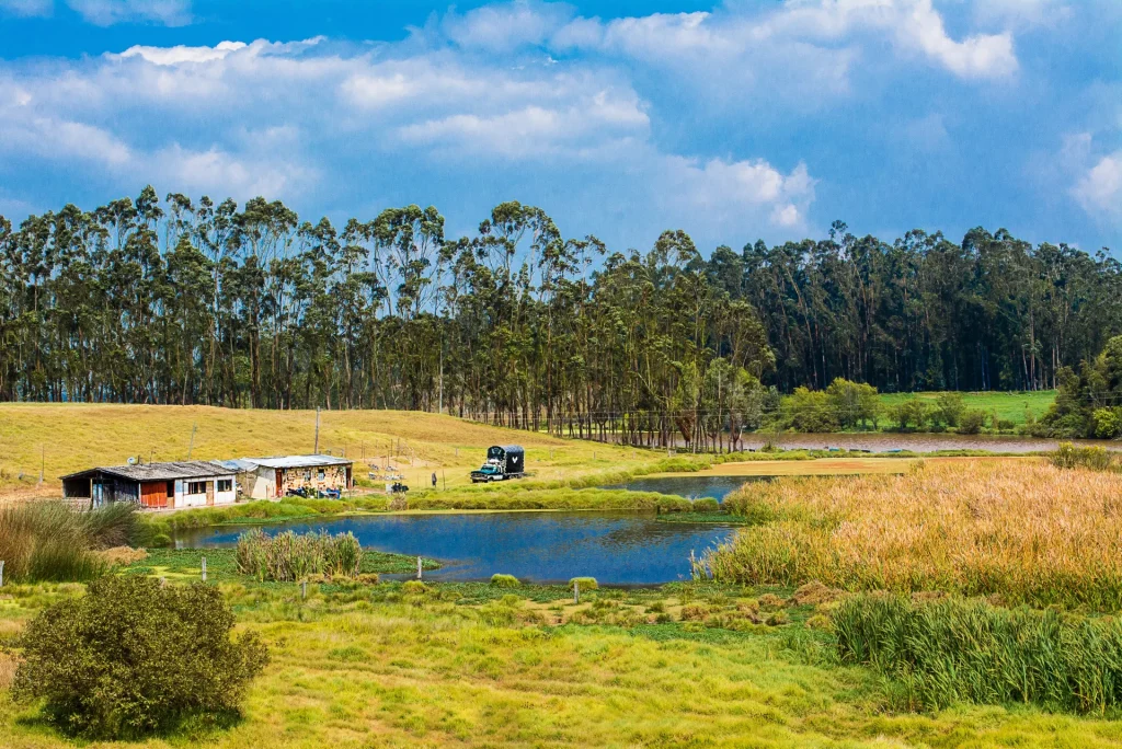 Campo verde con laguna y eucaliptos, paisaje rural típico del interior de Uruguay como Treinta y Tres