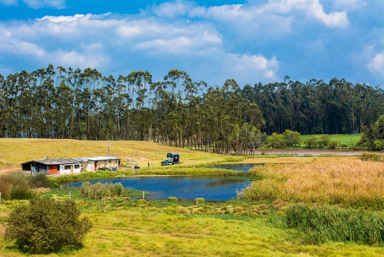 Campo verde con laguna y eucaliptos, paisaje rural típico del interior de Uruguay como Treinta y Tres