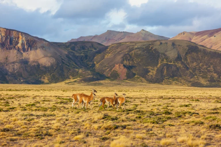 Guanacos en la estepa patagónica, paisaje típico de la región de Trelew, Chubut, Argentina