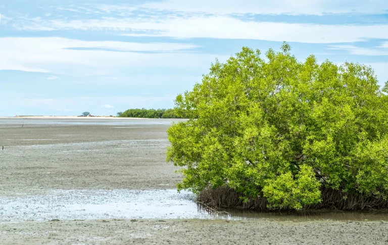 Manglar en la costa, ecosistema típico de los Manglares de Tumbes, Perú