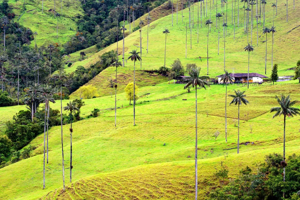 Palmas de cera en las laderas verdes del Valle de Cócora, Quindío, Colombia