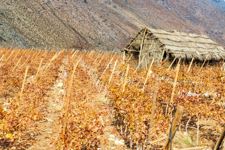Viñedos pisqueros entre cerros áridos del Valle de Elqui, cerca de Vicuña, Chile