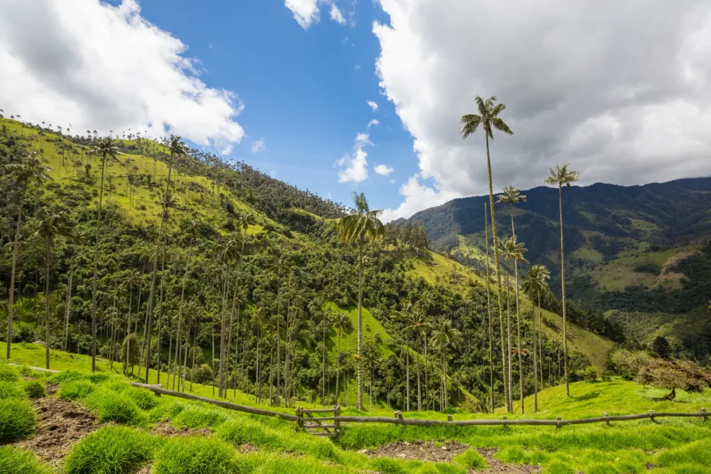 Palmas de cera en el valle de Cocora, Quindío