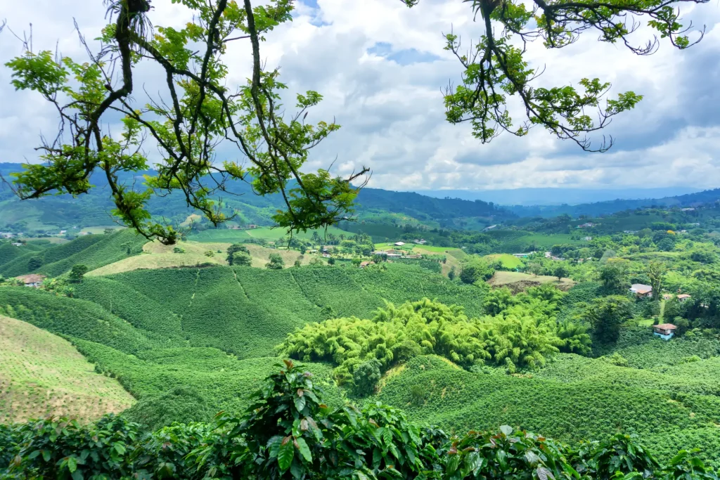Paisaje cultural cafetero en el Eje Cafetero